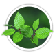 Граб Carpinus betulus