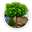 Катальпа Catalpa