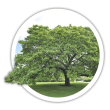 Катальпа Catalpa