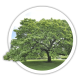 Катальпа Catalpa Катальпа Catalpa