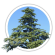 Кедр Cedrus
