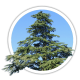 Кедр Cedrus
