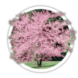 Церцис Cercis