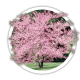 Церцис Cercis