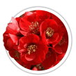 Айва Chaenomeles