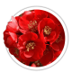 Айва Chaenomeles Айва Chaenomeles