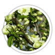 Айва чудова / Сhaenomeles speciosa