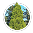 Кипарисовик Chamaecyparis