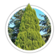 Кипарисовик Chamaecyparis Кипарисовик Chamaecyparis
