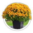 Хризантема Chrysanthemum