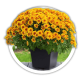 Хризантема Chrysanthemum Хризантема Chrysanthemum