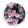 Клематіс / Clematis