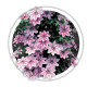 Клематіс / Clematis Клематіс / Clematis