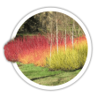 Дерен Cornus