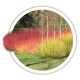Дерен Cornus Дерен Cornus