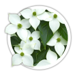 Дерен Коуза