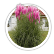 Кортадерія  Пампасна трава Cortaderia