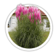 Кортадерія Пампасна трава Cortaderia Кортадерія Пампасна трава Cortaderia