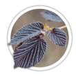 Ліщина Corylus