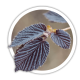Ліщина Corylus Ліщина Corylus