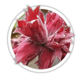 Фундук на штамбі Corylus avellana