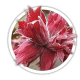 Фундук на штамбі Corylus avellana Фундук на штамбі Corylus avellana