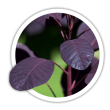 Скумпія Cotinus