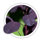 Скумпія Cotinus Скумпія Cotinus