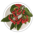 Кизильник Cotoneaster