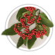 Кизильник Cotoneaster Кизильник Cotoneaster