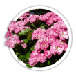 Глід Crataegus