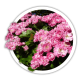 Глід Crataegus Глід Crataegus