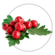 Глід звичайний Crataegus laevigata