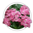 Глід Crataegus laevigata
