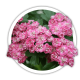 Глід Crataegus laevigata Глід Crataegus laevigata
