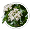 Глід морденський