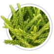 Криптомерія Cryptomeria
