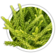 Криптомерія Cryptomeria Криптомерія Cryptomeria