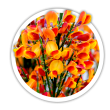 Рокитник Cytisus