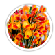 Рокитник Cytisus Рокитник Cytisus