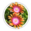 Делосперма  Delosperma
