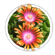 Делосперма Delosperma