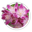 Дейція Deutzia