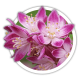Дейція Deutzia Дейція Deutzia