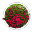 Гвоздика  Dianthus