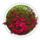 Гвоздика Dianthus Гвоздика Dianthus