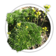 Крупка Draba bruniifolia