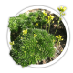 Крупка Draba bruniifolia Крупка Draba bruniifolia