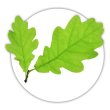Дуб Quercus
