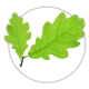 Дуб Quercus Дуб Quercus